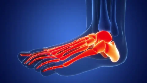 Human Skeleton System Foot Bone Joints Anatomy Animation Concept Stock-Footage 291392312