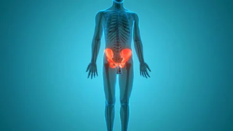 Human Skeleton System Hip Bone Joints Anatomy Animation Concept Vídeos de archivo 138183806