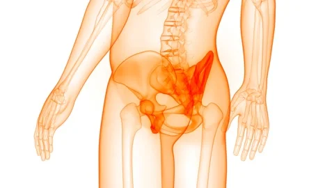 Human Skeleton System Hip Bone Joints Anatomy Animation Concept Stock Footage 141191636