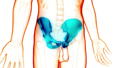 Human Skeleton System Hip Bone Joints Anatomy Animation Concept Stock-Footage 148310583