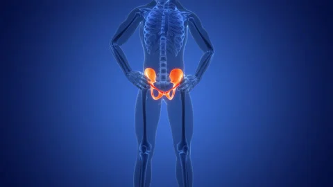 Human Skeleton System Hip Bone Joints Anatomy Animation Concept Video stock 291393247