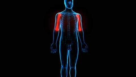 Human Skeleton System Humerus Bone Joints Anatomy Animation Concept Video stock 137082105
