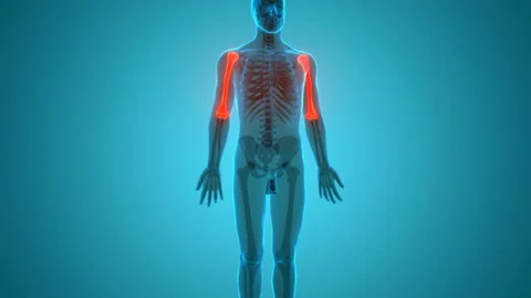 Human Skeleton System Humerus Bone Joints Anatomy Animation Concept Stockbeeldmateriaal 138183785