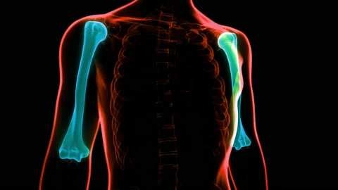 Human Skeleton System Humerus Bone Joints Anatomy Animation Concept 스톡 동영상 148310001