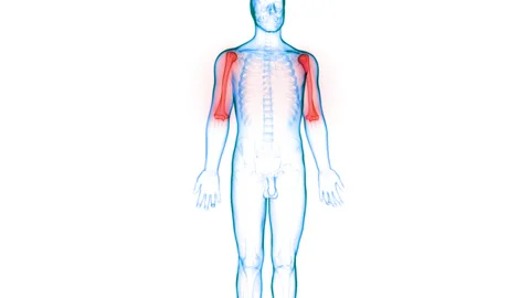 Human Skeleton System Humerus Bone Joints Anatomy Animation Concept Stockbeeldmateriaal 148310013