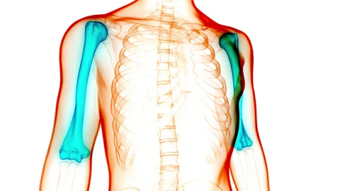 Human Skeleton System Humerus Bone Joints Anatomy Animation Concept 库存影片 148310596