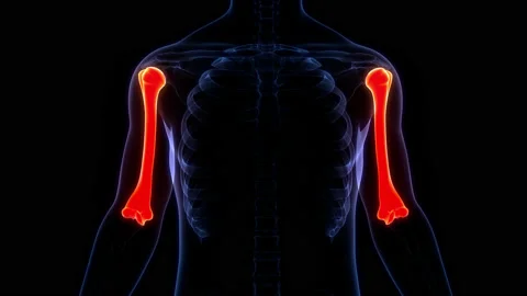 Human Skeleton System Humerus Bone Joints Anatomy Animation Concept Stock Footage 200867929
