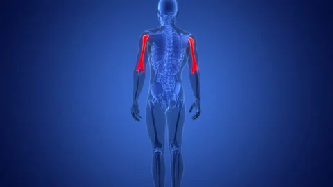 Human Skeleton System Humerus Bone Joints Anatomy Animation Concept Video stock 291391911