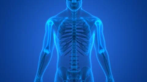 Human Skeleton System Humerus Bone Joints Anatomy Stock Illustration