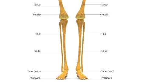 Human Skeleton System Leg Bone Joints with Labels Anatomy Stock Illustration