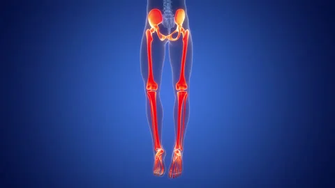 Human Skeleton System Lower Limb Bone Joints Anatomy Animation Concept Stock Footage 290340143