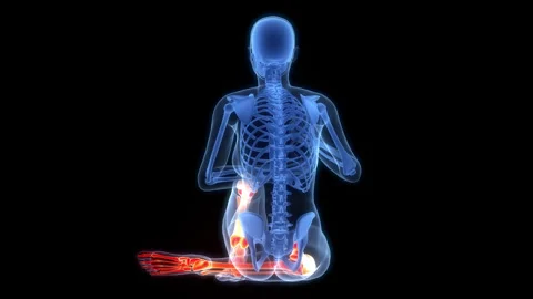 Human Skeleton System Lower Limb Bone Joints Anatomy Animation Concept Stock-Footage 303626329