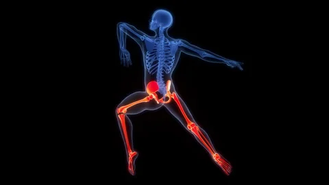Human Skeleton System Lower Limb Bone Joints Anatomy Animation Concept Stock Footage 307405408