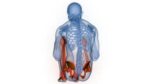 Human Skeleton System Lower Limb Bone Joints Anatomy Animation Concept Stock Footage 331864314