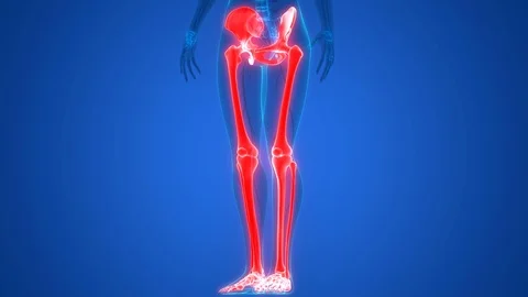 Human Skeleton System Lower Limbs Anatomy Stock Footage 98479760