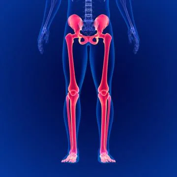 Human Skeleton System Lower Limbs Skeletal Anatomy 3D Illustration Illustrazione stock