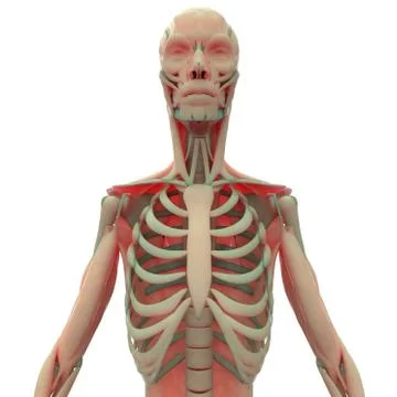 Human Skeleton System with Muscular System Muscles Anatomy Stock Illustration