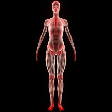 Human Skeleton System with Muscular System Muscles Anatomy Stock Illustration