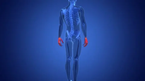 Human Skeleton System Palm Hand Bone Joints Anatomy Animation Concept Stock Footage 291392281