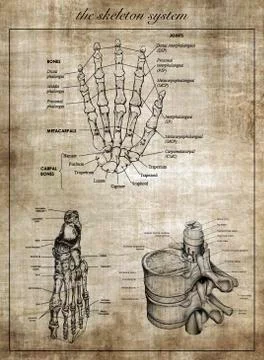 The human skeleton system, part of body Stock Illustration