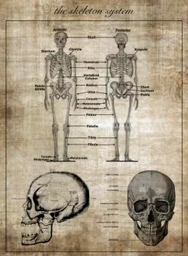 The human skeleton system, part of body Stock Illustration