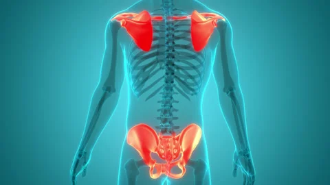 Human Skeleton System Pectoral and Pelvic Girdle Anatomy Animation Concept Stock Footage 150135471