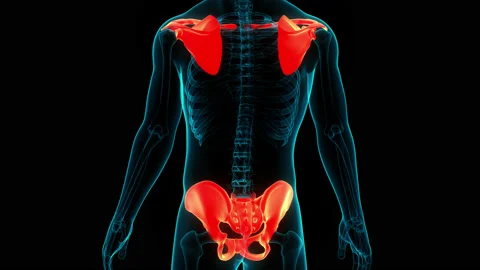 Human Skeleton System Pectoral and Pelvic Girdle Anatomy Animation Concept Stock Footage 150136683