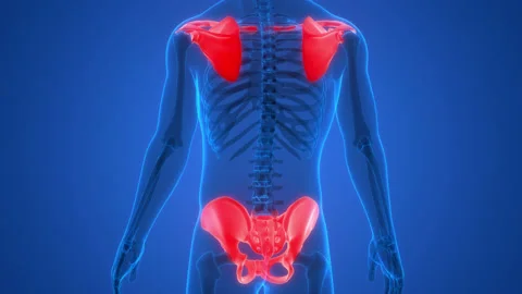 Human Skeleton System Pectoral and Pelvic Girdle Anatomy Animation Concept Stock-Footage 150136930