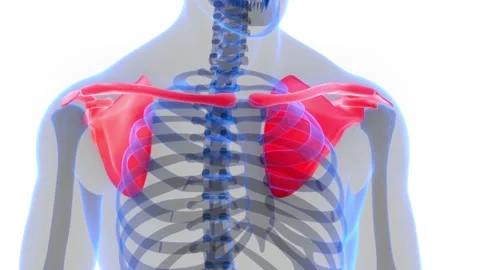 Human Skeleton System Pectoral Girdle Anatomy Animation Concept Stock Footage 154749899