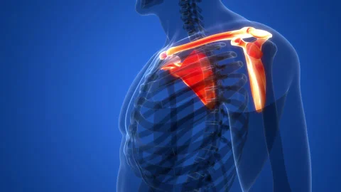 Human Skeleton System Pectoral Girdle Anatomy Animation Concept Stock Footage 200875101