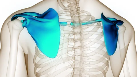 Human Skeleton System Pectoral Girdle Bone Joints Anatomy Animation Concept Stock-Footage 249433661