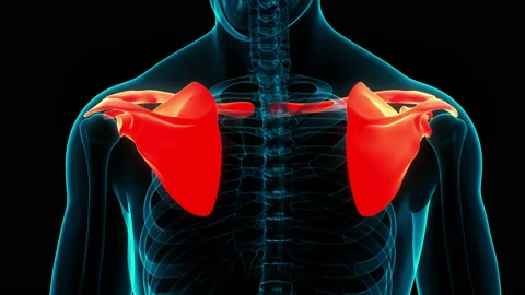 Human Skeleton System Pectoral Girdle(Shoulder Girdle) Anatomy Animation Concept Stock-Footage 150136645