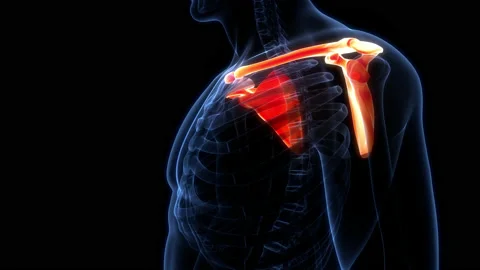 Human Skeleton System Pectoral (Shoulder) Girdle Anatomy Animation Concept Stock Footage 200867438