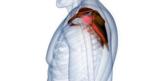 Human Skeleton System Pectoral (Shoulder) Girdle Anatomy Animation Concept Stock Footage 266545150