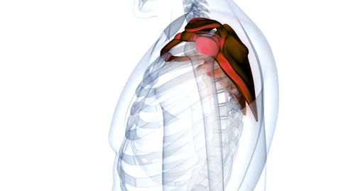Human Skeleton System Pectoral (Shoulder) Girdle Anatomy Animation Concept Stock Footage 266545588