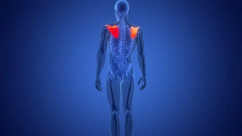 Human Skeleton System Pectoral (Shoulder) Girdle Anatomy Animation Concept Stock Footage 291391555