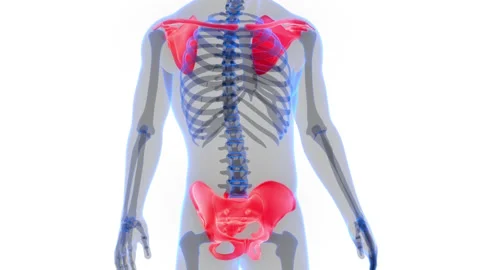 Human Skeleton System Pelvic and Pectoral Girdle Anatomy Animation Concept Stock Footage 154749898