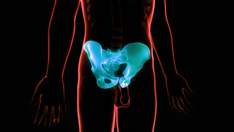 Human Skeleton System Pelvic Girdle Bone Joints Anatomy Animation Concept Video stock 148310993