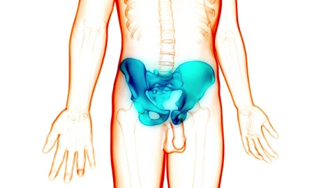 Human Skeleton System Pelvic Girdle Anatomy Animation Concept Stock Footage 148311177