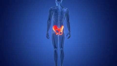 Human Skeleton System Pelvic Girdle Bone Joints Anatomy Animation Concept Video stock 291391883