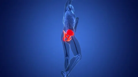 Human Skeleton System Pelvic Girdle Bone Joints Anatomy Animation Concept Video stock 291392966