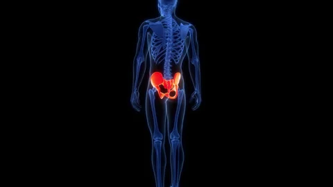 Human Skeleton System Pelvic Girdle Bone Joints Anatomy Animation Concept Stock Footage 303626469