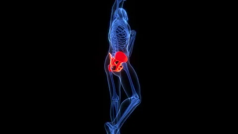 Human Skeleton System Pelvic Girdle Bone Joints Anatomy Animation Concept Stock-Footage 303626902