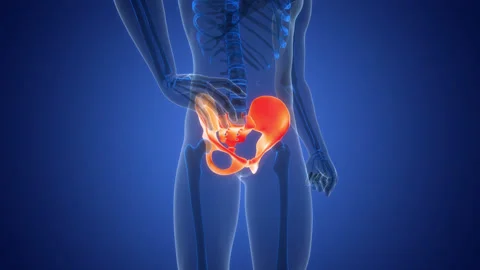 Human Skeleton System Pelvic Girdle Bone Joints Anatomy Animation Concept Stock Footage 303628435