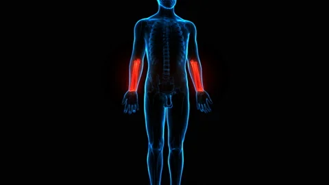 Human Skeleton System Radius and Ulna Bone Joints Anatomy Animation Concept 動画素材 137082661