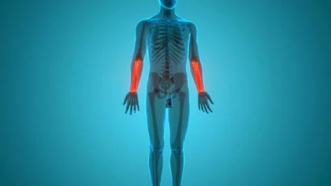 Human Skeleton System Radius and Ulna Bone Joints Anatomy Animation Concept Vídeos de archivo 138186004