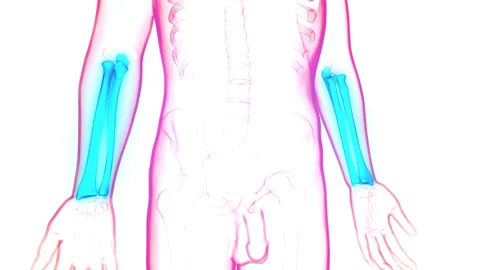 Human Skeleton System Radius and Ulna Bone Joints Anatomy Animaion Concept Video stock 158163420