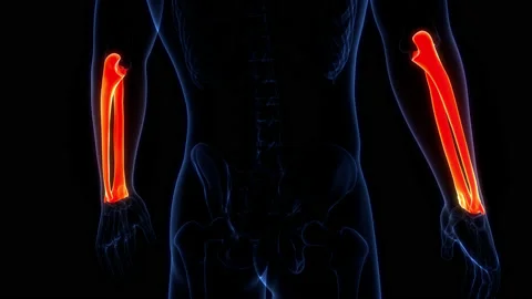 Human Skeleton System Radius and Ulna Bone Joints Anatomy Animation Concept 库存影片 200867961