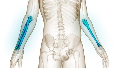 Human Skeleton System Radius and Ulna Bone Joints Anatomy Animation Concept Video stock 250439812