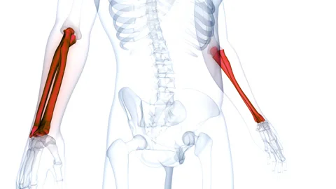Human Skeleton System Radius and Ulna Bone Joints Anatomy Animation Concept Stock Footage 266634339